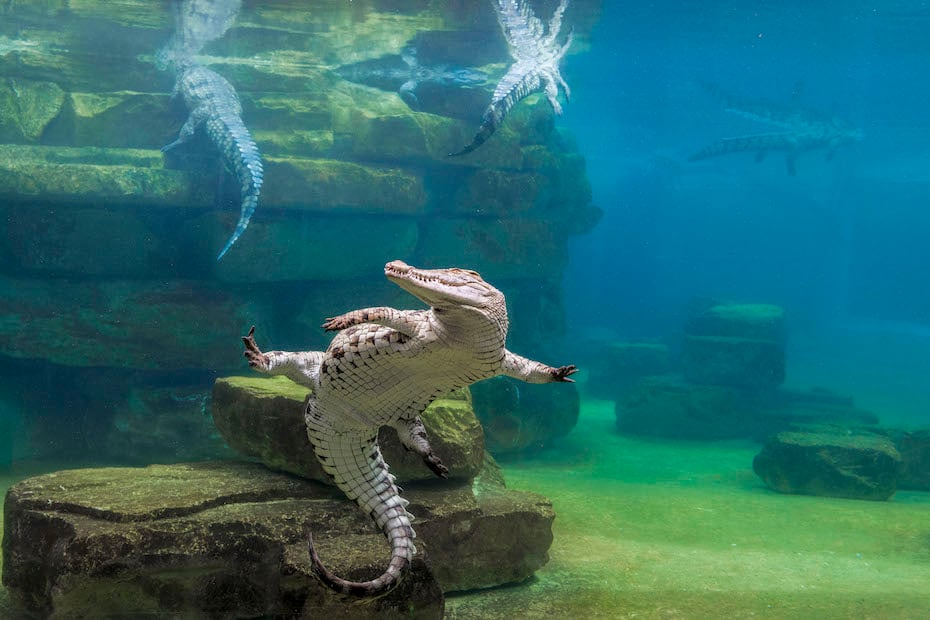 1. Dubai Crocodile Park Aquarium